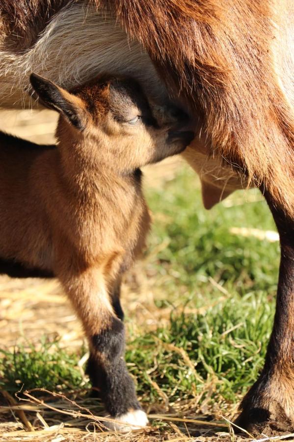 Gite A La Ferme En Pleine Nature Bagian luar foto